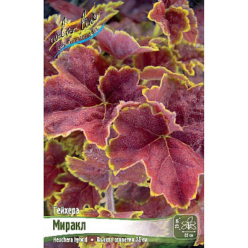 Гейхера Миракл I 1 шт