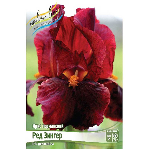 Ирис Германский Ред Зингер I 1 шт