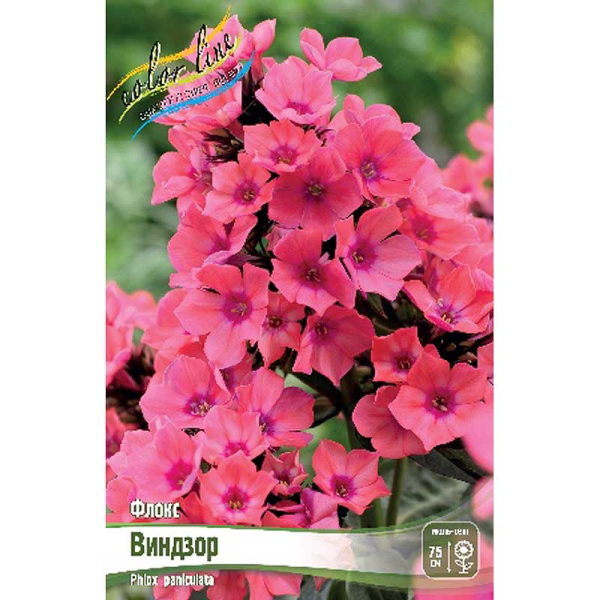Флокс Виндзор I 2 шт