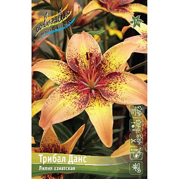 Лилия Трибал Данс 12/14 25 шт Биг-пак 11094