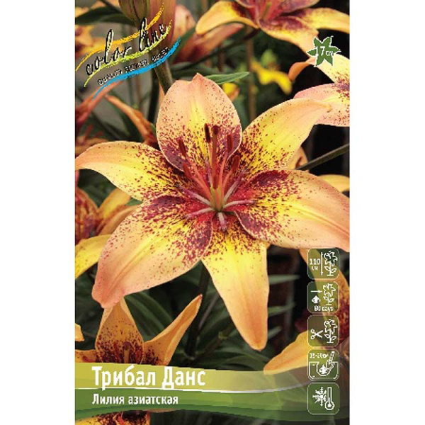 Лилия Трибал Данс 12/14 25 шт Биг-пак 11094