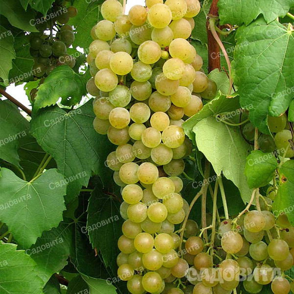 Виноград Мускат белый Шатилова ранний Садовита