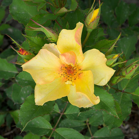 Роза Шраб Эйфория Садовита