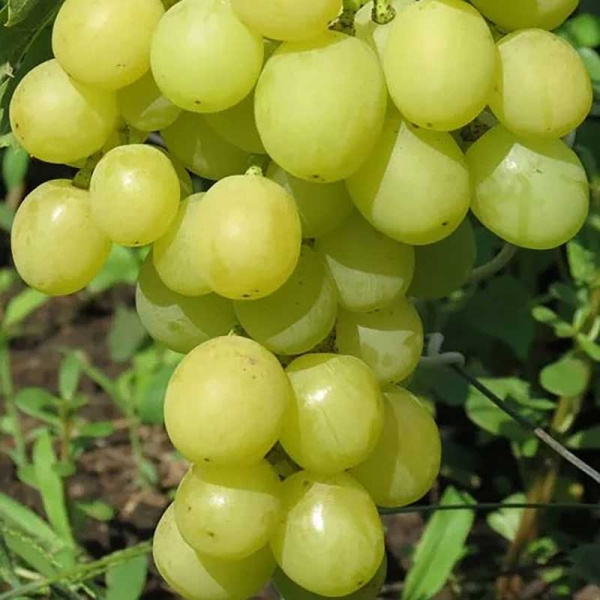 Виноград Золотая Королева Очень ранний Садовита