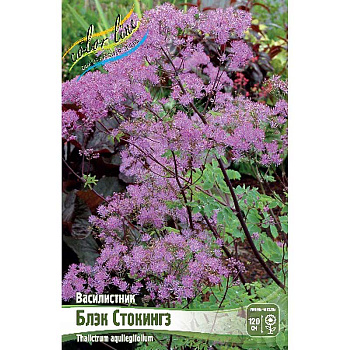 8336 Биг-Пак Василистник Блэк Стокингз I 25 шт 