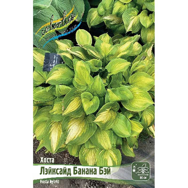 Хоста Лэйксайд Банана Бэй 1 n 1 шт