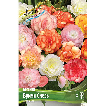 Бегония Вумми Смесь 4/5 40 шт Шоу-Бокс 14147