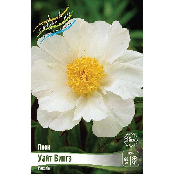 Пион Уайт Вингз 2/3 n 1 шт