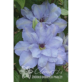 Клематис Блю Котильон P9 шт
