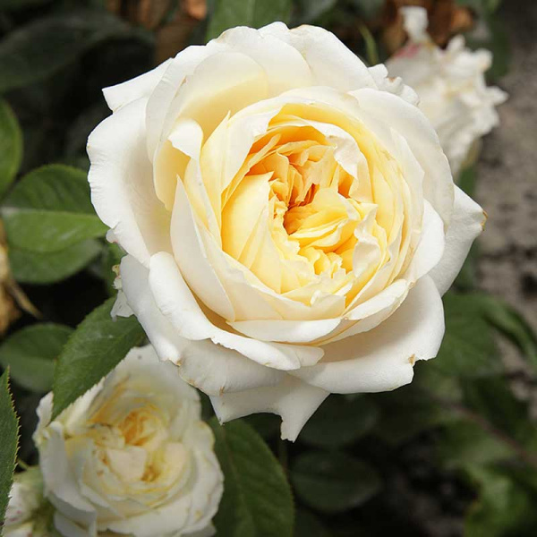 Роза чайно-гибридная Май Герл Садовита