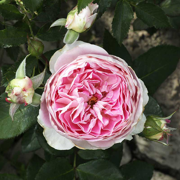 Роза шраб Сапфир Садовита