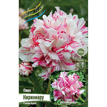 Пион Киринмару 2/3 n 1 шт