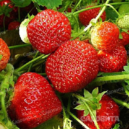 Земляника садовая Юния Смайдс (цена за 40 шт) ОСП