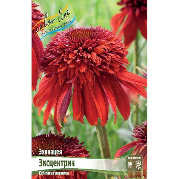 Эхинацея Эксцентрик I 1 шт 