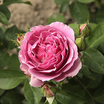 Роза спрей Мисти баблс Садовита