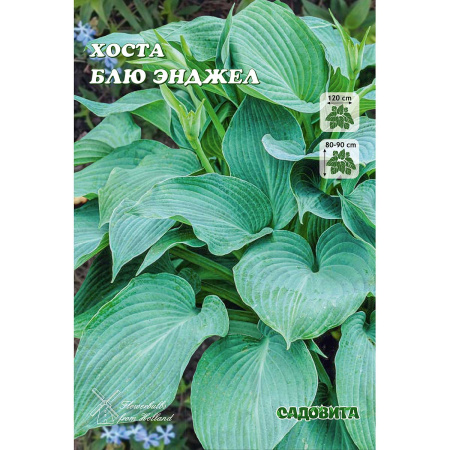 Хоста Блю Энджел 1 n 1 шт Садовита