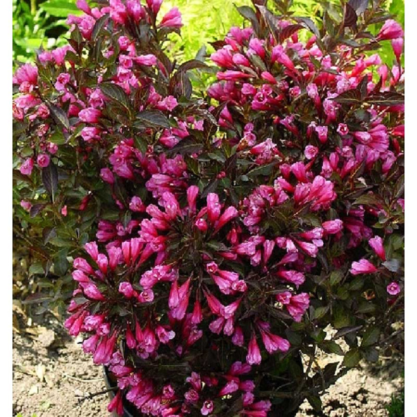 Вейгела Цветущая Александра P9