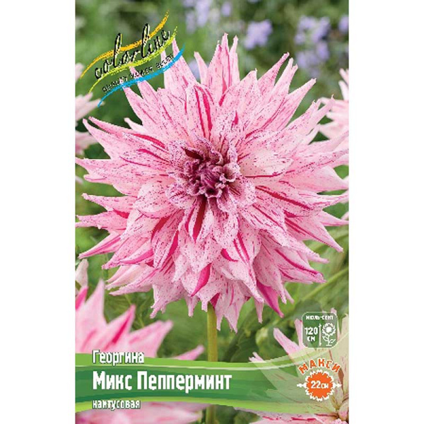 Георгина Микс Пепперминт I 15 шт Шоу-бокс 13949