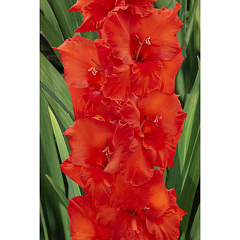 Гладиолус Флево Сигнал 12/14 5 шт Садовита