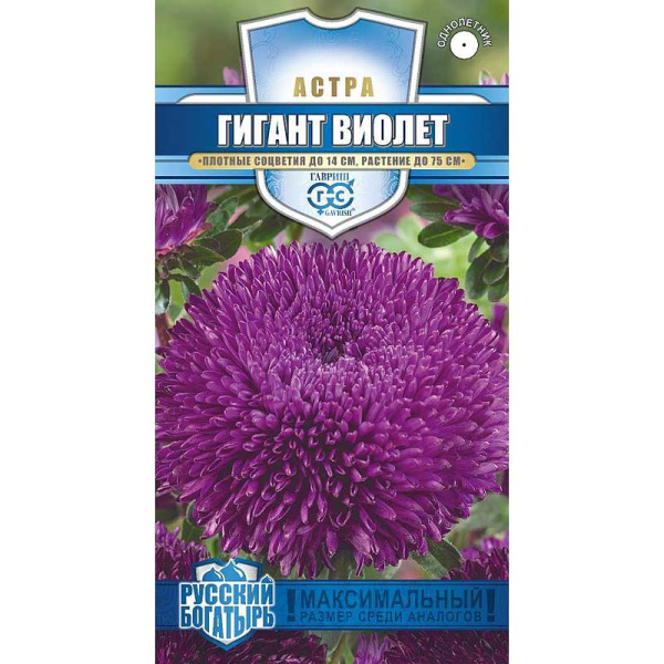 Астра Гигант Виолет (Русский богатырь) Гавриш Ц 