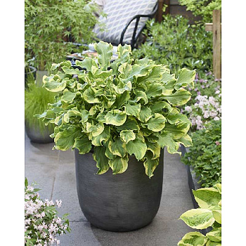 2141 Биг-Пак Хоста Уиии! I 25 шт 