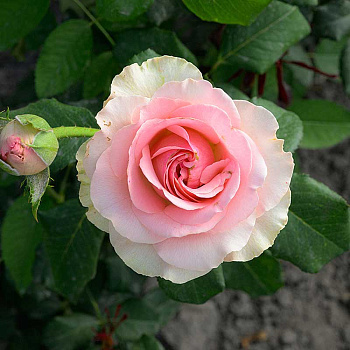 Роза чайно-гибридная Эсперанс Садовита