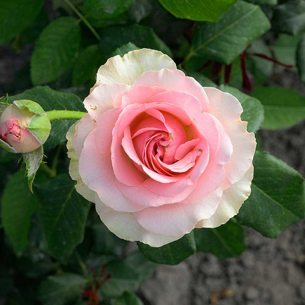 Роза чайно-гибридная Эсперанс Садовита