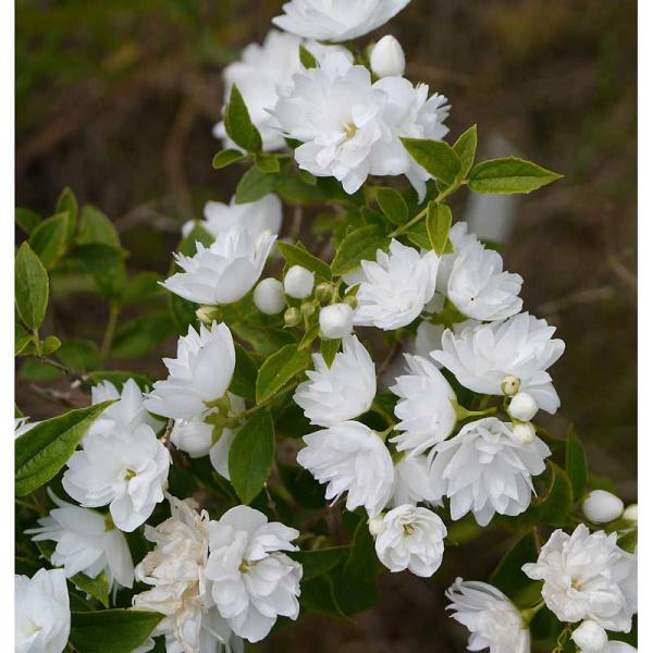 Чубушник Фрости Морн P9