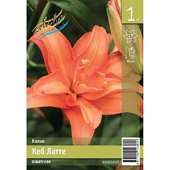 Лилия Кеб Латте 12/14 1 Эконом шт 