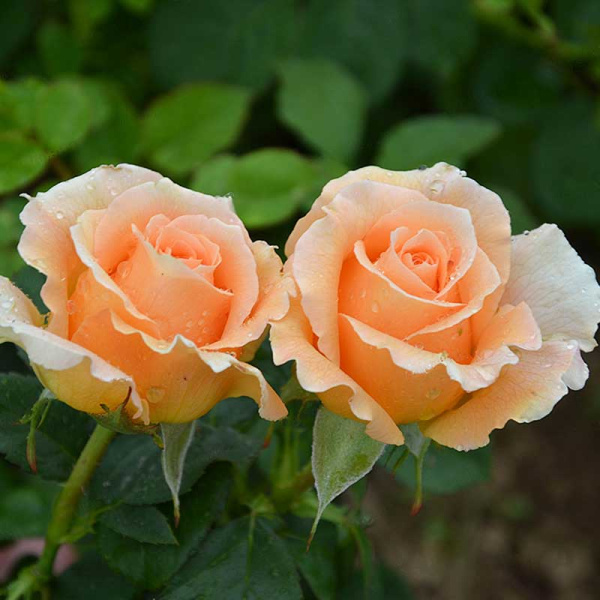 Роза плетистая Полька Садовита