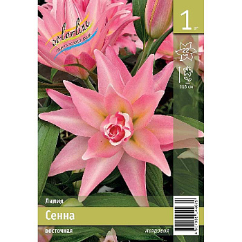 Лилия Сенна 13/14 1 Эконом шт 