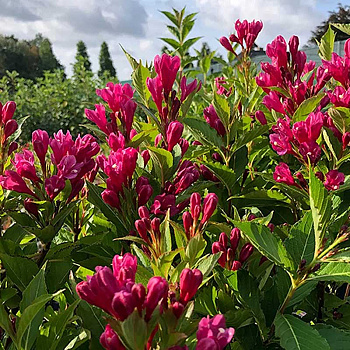 Вейгела Биг Лав P9 Садовита