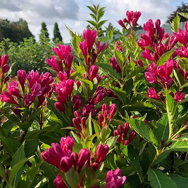 Вейгела Биг Лав P9 Садовита