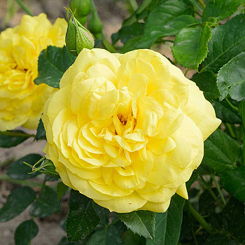 Роза Флорибунда Инка Садовита