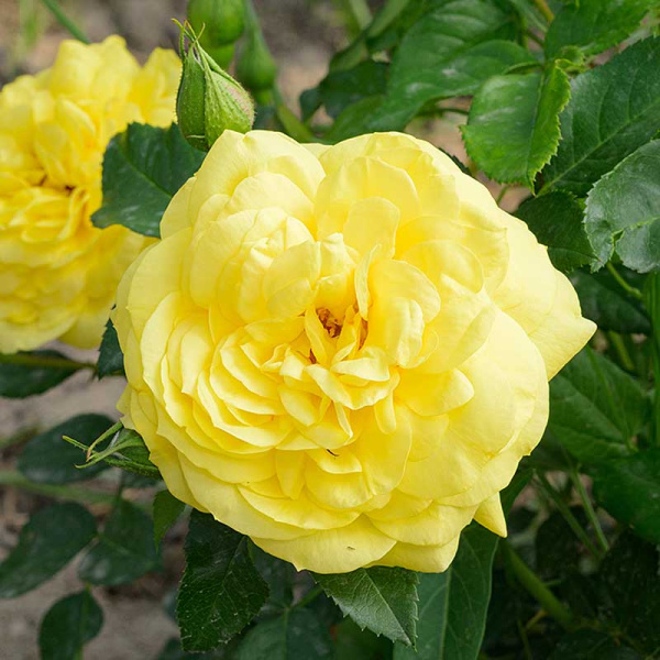 Роза Флорибунда Инка Садовита