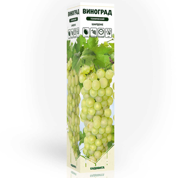Виноград Шардоне технический (средний) Садовита