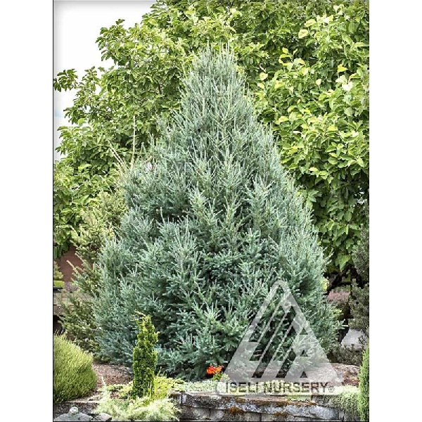 8 Лиственница Американская Дебора Ваксман C3 25-30cm ,шт