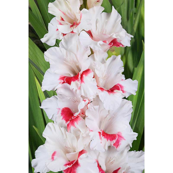 Гладиолус Весточка 8/10 5 шт, Садовита 