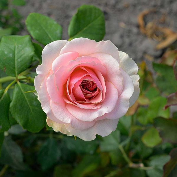 Роза чайно-гибридная Эсперанс Садовита