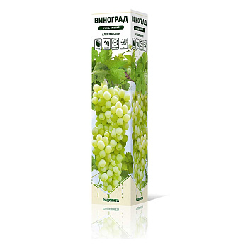 Виноград Алешенькин очень ранний Садовита
