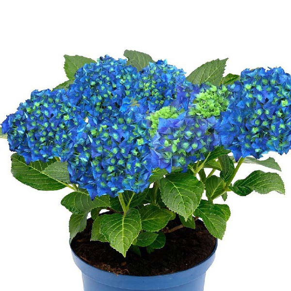 Гортензия Крупнолистовая Блю Пауэр P12