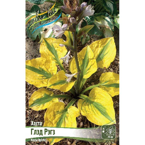 Хоста Глэд Рэгз 1 n 1 шт