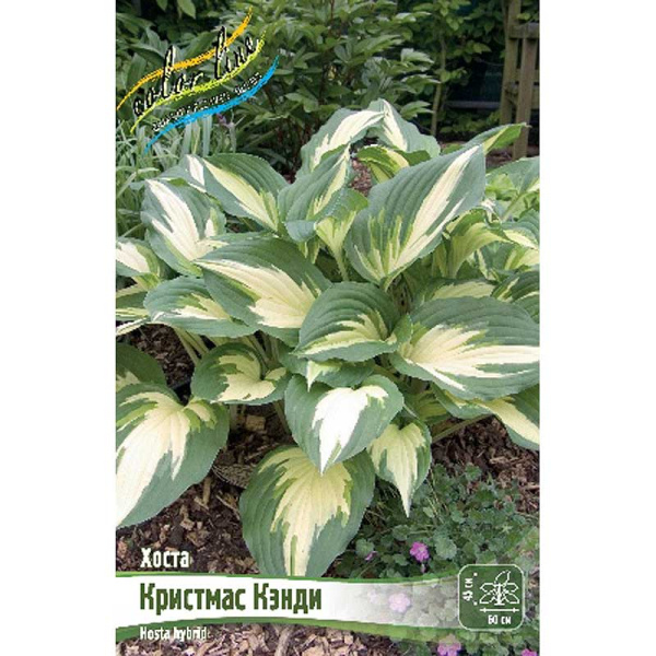 Хоста Кристмас Кэнди 1 n 25 шт Биг-пак 7899