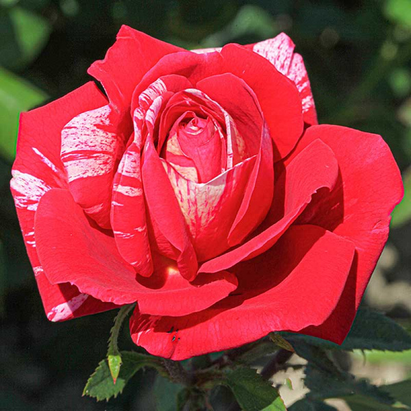 Роза парковая Фердинанд Пичард Садовита