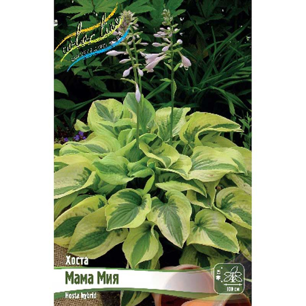 Хоста Мама Мия 1 n 25 шт Биг-пак 6015