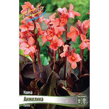 8689 Шоу-Бокс Канна (Коричн) Анжелика I 15 шт