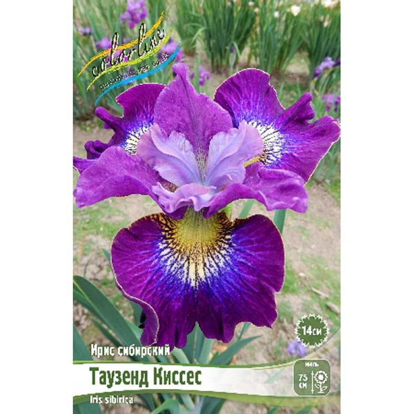 Ирис Сибирский Таузенд Киссес I 25 шт Биг-Пак 9375