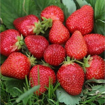 Земляника сад. Порландо (цена за 40шт) ОСП