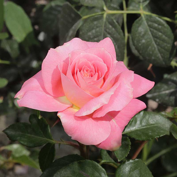 Роза плетистая Лавиния Садовита