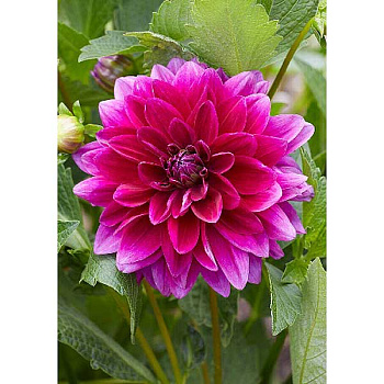 Георгина Ле Барон I 1 шт